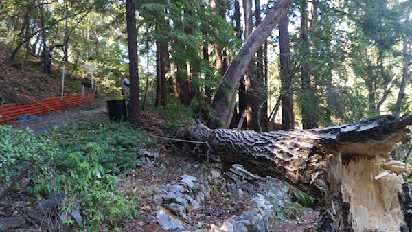 Emergency Tree Removal Santa Cruz