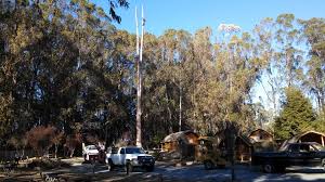 Eucalyptus Tree Trimming & Removal Santa Cruz
