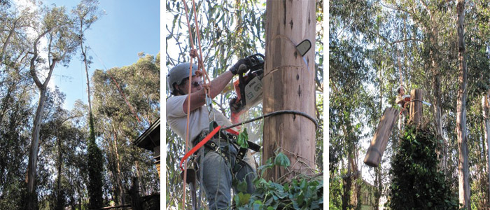 tree_care_services